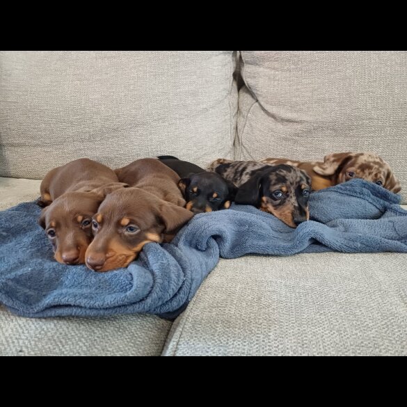 Dachshund (Standard &amp; Miniature) - Bitches