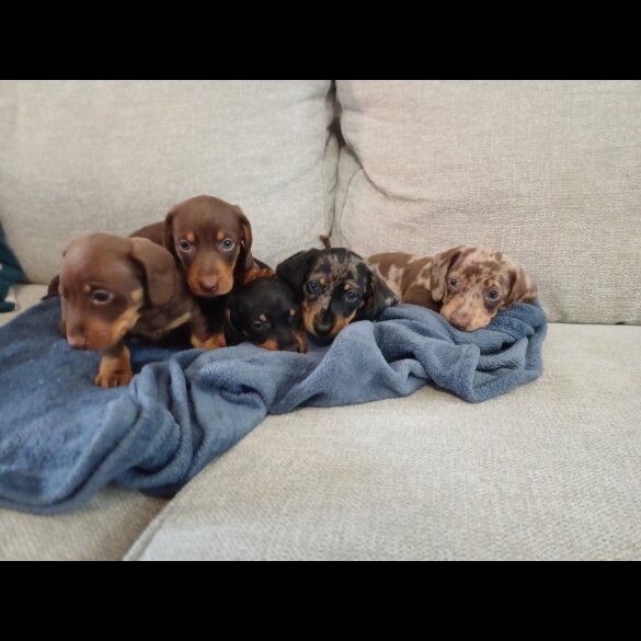 Dachshund (Standard &amp; Miniature) - Bitches