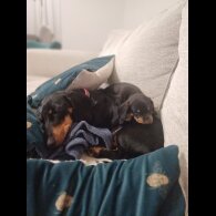 Dachshund (Standard &amp; Miniature) - Bitches