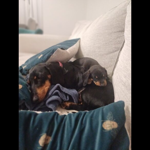 Dachshund (Standard &amp; Miniature) - Bitches