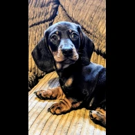 Dachshund (Standard &amp; Miniature) - Dogs