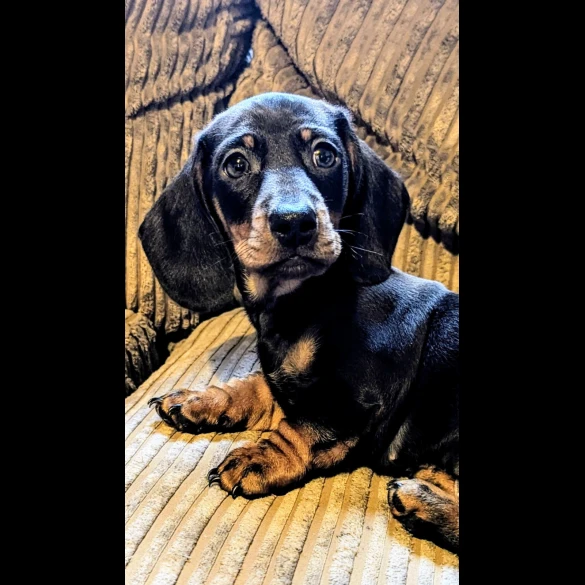 Dachshund (Standard &amp; Miniature) - Dogs