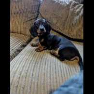 Dachshund (Standard &amp; Miniature) - Dogs