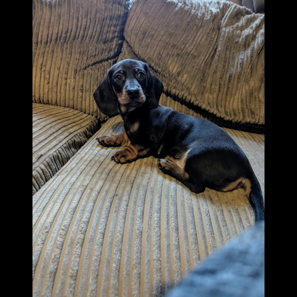 Dachshund (Standard &amp; Miniature) - Dogs