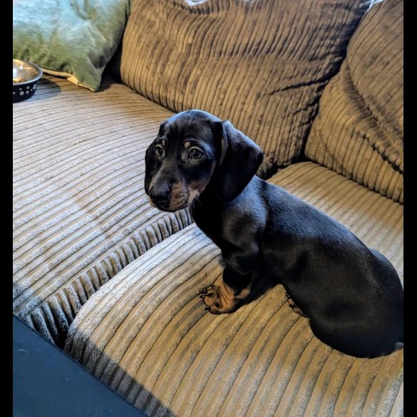 Dachshund (Standard &amp; Miniature) - Dogs