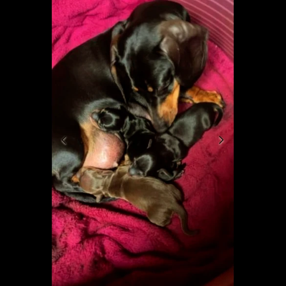 Dachshund (Standard &amp; Miniature) - Dogs