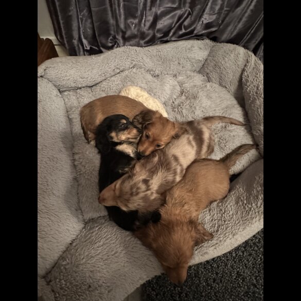 Dachshund (Standard &amp; Miniature) - Both