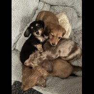 Dachshund (Standard &amp; Miniature) - Both