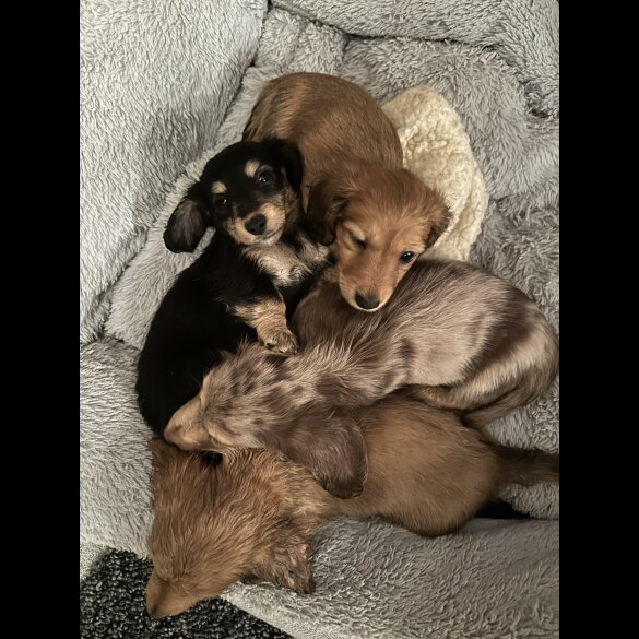 Dachshund (Standard &amp; Miniature) - Both