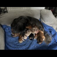 Dachshund (Standard &amp; Miniature) - Both