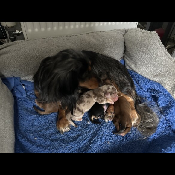 Dachshund (Standard &amp; Miniature) - Both
