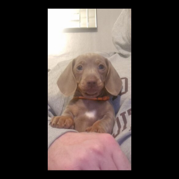 Dachshund (Standard &amp; Miniature) - Bitches