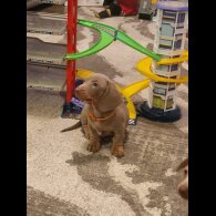 Dachshund (Standard &amp; Miniature) - Bitches