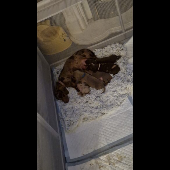 Dachshund (Standard &amp; Miniature) - Bitches