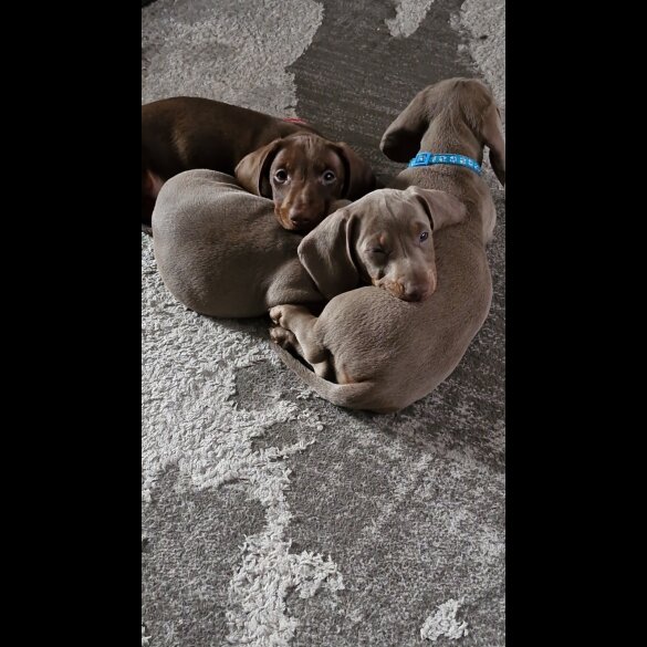 Dachshund (Standard &amp; Miniature) - Bitches