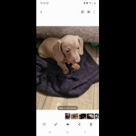 Dachshund (Standard &amp; Miniature) - Bitches