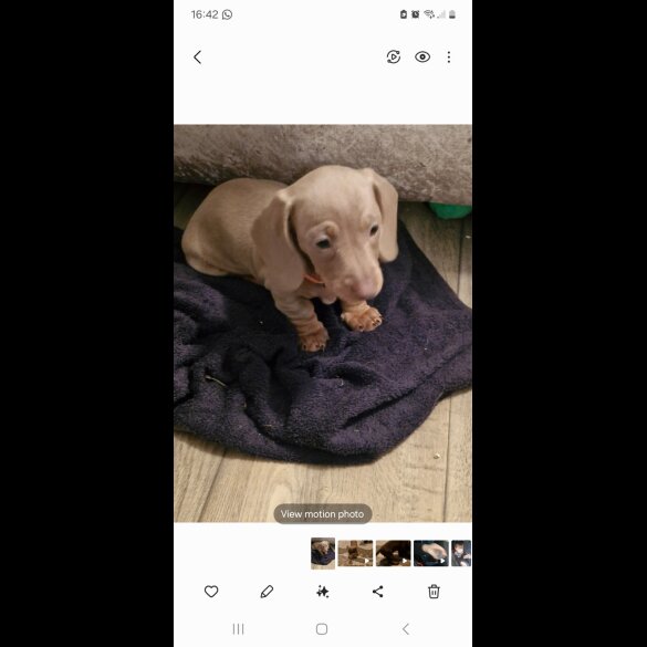 Dachshund (Standard &amp; Miniature) - Bitches