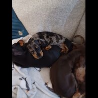 Dachshund (Standard &amp; Miniature) - Bitches