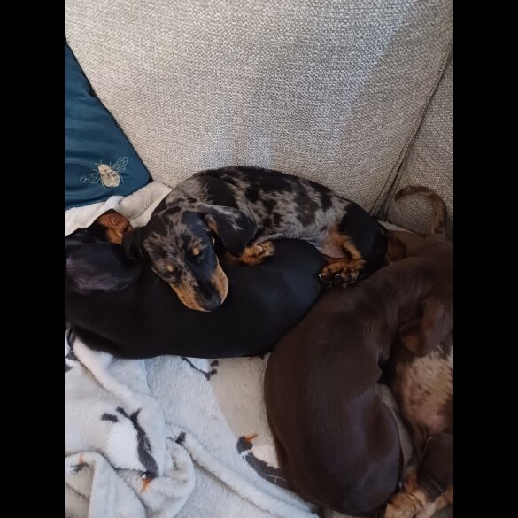 Dachshund (Standard &amp; Miniature) - Bitches