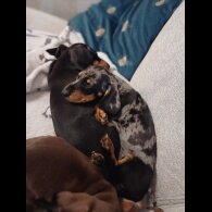Dachshund (Standard &amp; Miniature) - Bitches