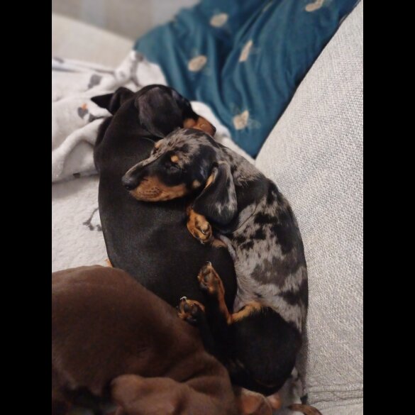 Dachshund (Standard &amp; Miniature) - Bitches