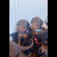 Doberman - Both