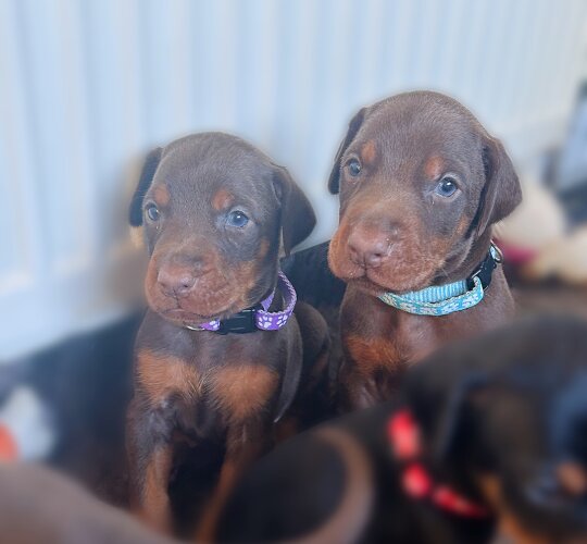 Doberman