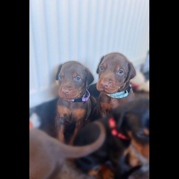 Doberman - Both