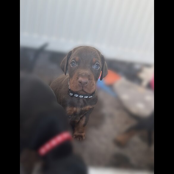 Doberman - Both