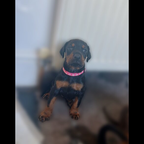 Doberman - Both