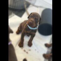 Doberman - Both