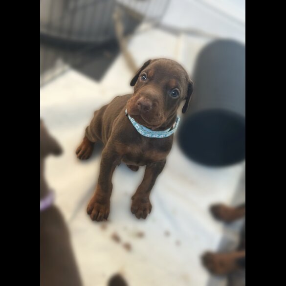 Doberman - Both