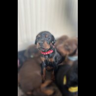 Doberman - Both