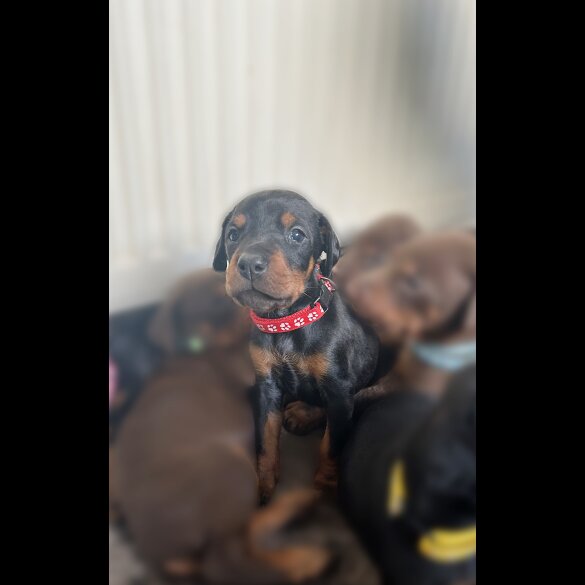 Doberman - Both