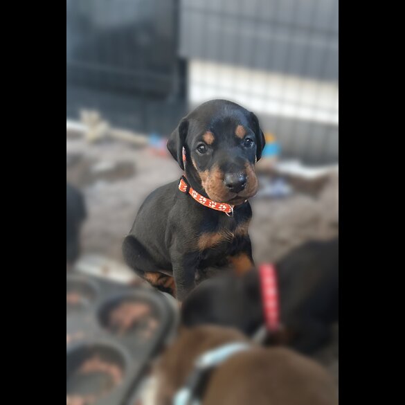Doberman - Both