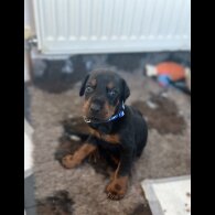 Doberman - Both