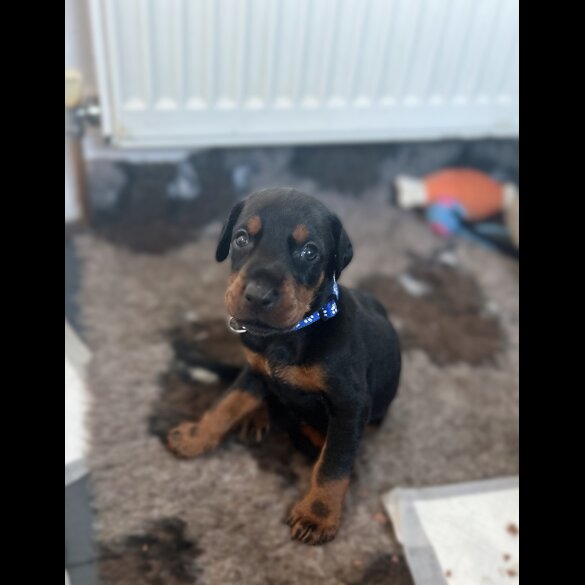 Doberman - Both