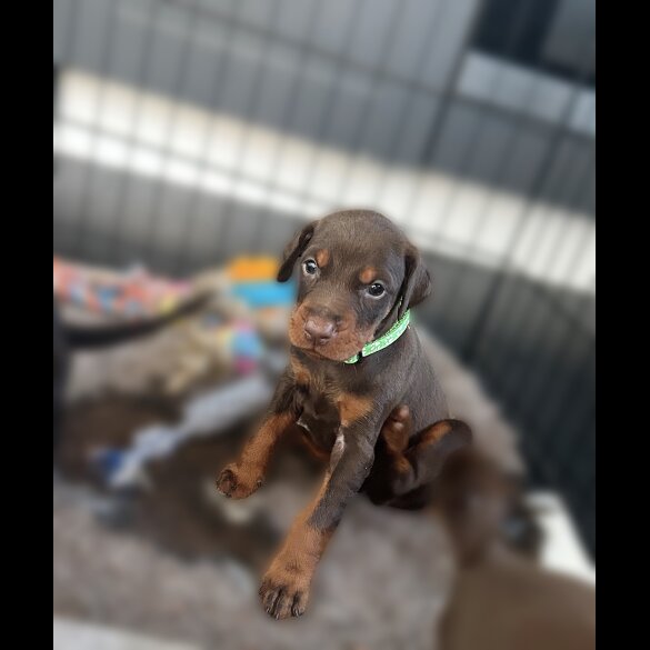Doberman - Both