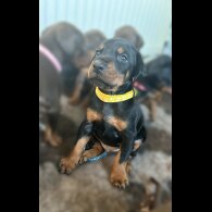 Doberman - Both