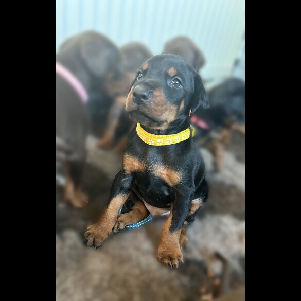 Doberman - Both