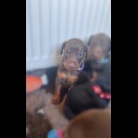 Doberman - Both