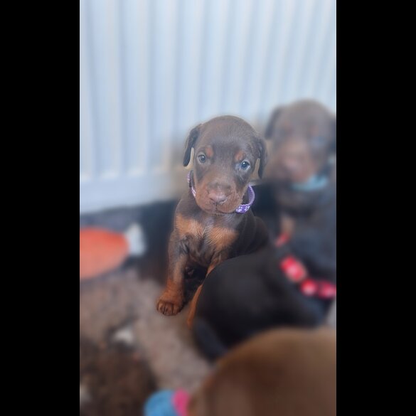 Doberman - Both