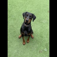 Doberman - Both