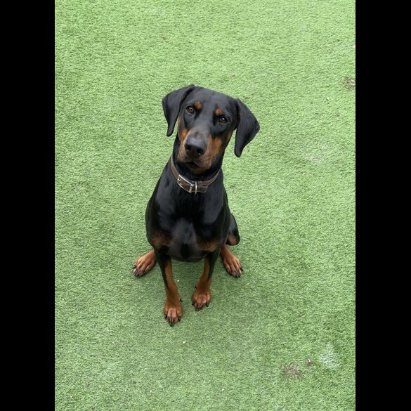Doberman - Both