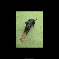 Doberman - Both