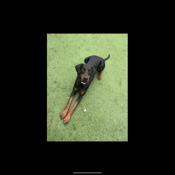 Doberman - Both