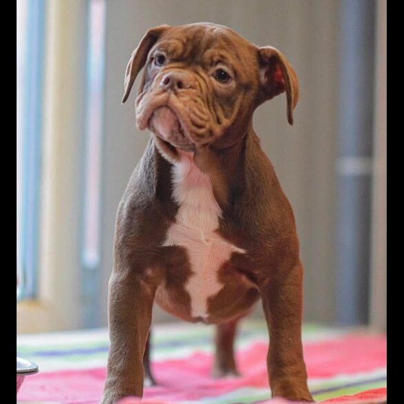 Dorset Olde Tyme Bulldogge - Both