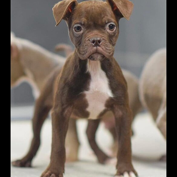 Dorset Olde Tyme Bulldogge - Both