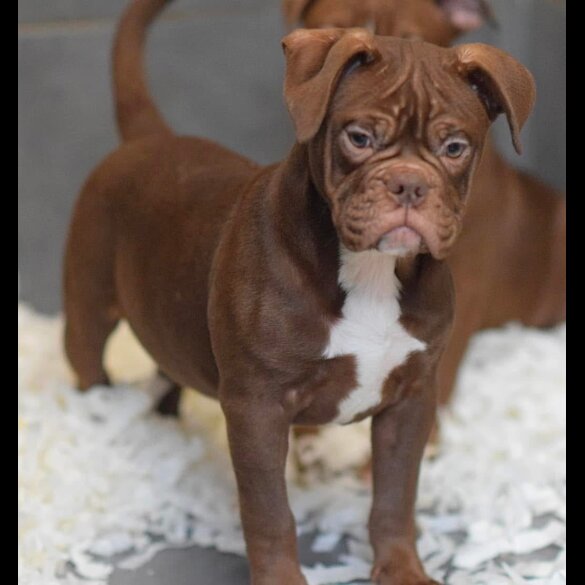 Dorset Olde Tyme Bulldogge - Both