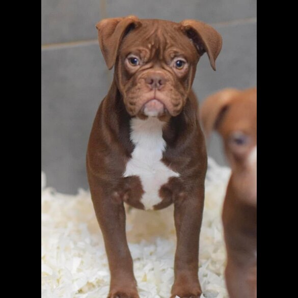 Dorset Olde Tyme Bulldogge - Both
